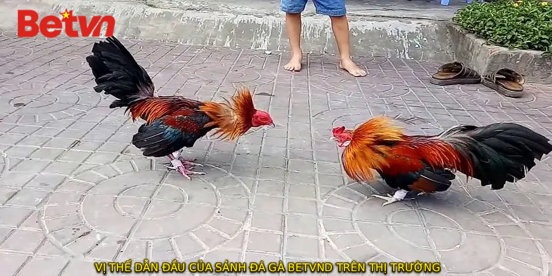 Vị thế dẫn đầu của sảnh đá gà BETVND trên thị trường