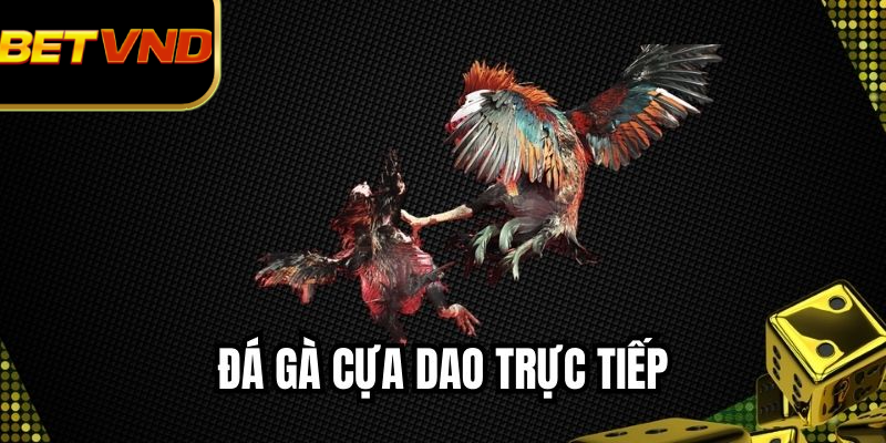 Đá Gà Cựa Dao Trực Tiếp Hấp Dẫn Nhờ Sự Kịch Tính Từng Pha