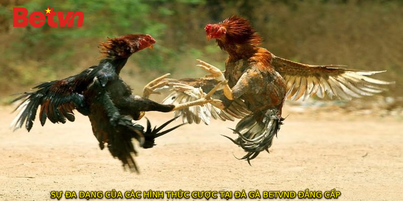 Sự đa dạng của các hình thức cược tại đá gà BETVND đẳng cấp