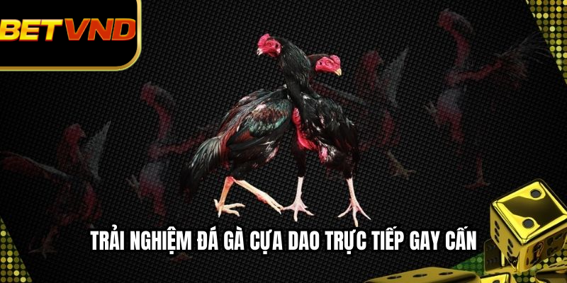 Trải nghiệm đá gà cựa dao trực tiếp gay cấn