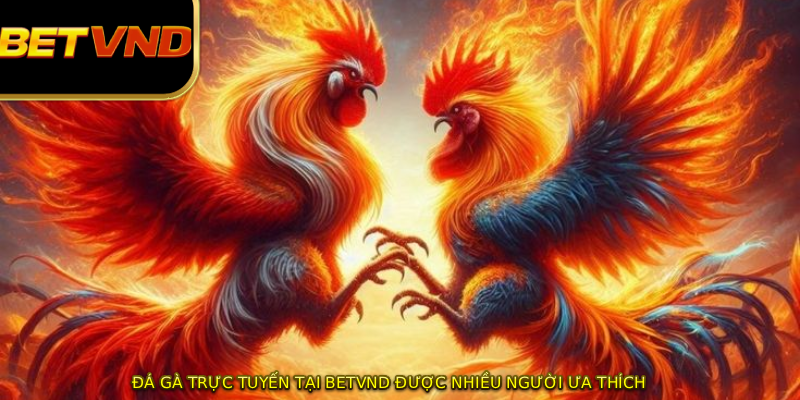 Đá gà trực tuyến tại BETVND được nhiều người ưa thích