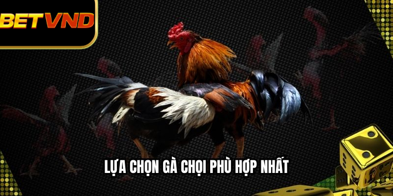 Lựa chọn gà chọi phù hợp nhất