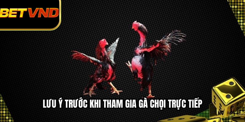 Lưu ý trước khi tham gia gà chọi trực tiếp