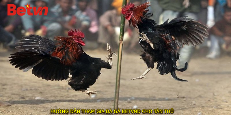 Hướng dẫn tham gia đá gà BETVND cho tân thủ